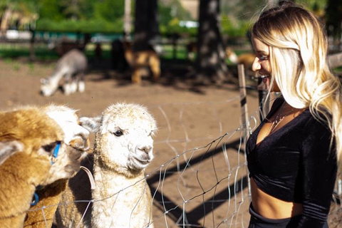 O'Reilly's & Lamington National Park Incl. Alpaca Farm + Vineyard - Go Out 3