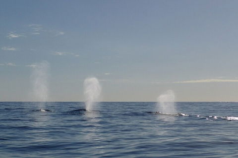 Adventure Whale Watching Tour Mooloolaba - Pubs and Clubs 3