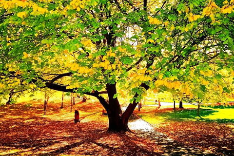 Hobart Half-Day Sightseeing Coach Tram Tour - Pubs and Clubs 3