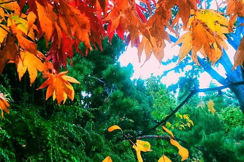 Hobart Half-Day Sightseeing Coach Tram Tour - Pubs and Clubs 4