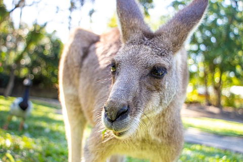 Virtual Interactive Australian Wildlife Tour With Private Guide-Wildlife Habitat - Go Out 2