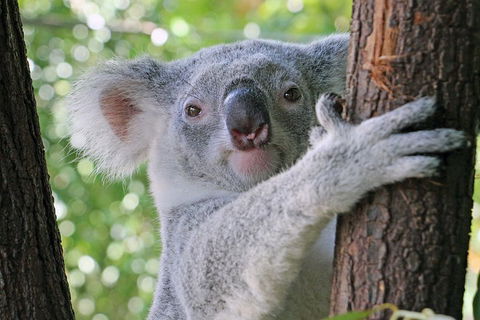 Virtual Interactive Australian Wildlife Tour With Private Guide-Wildlife Habitat - Go Out 3