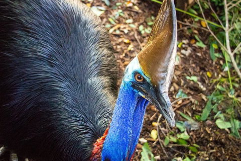 Virtual Interactive Australian Wildlife Tour With Private Guide-Wildlife Habitat - Go Out 5