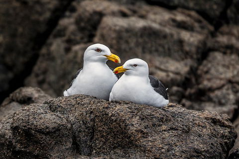 Hobart Sightseeing Cruise Including Iron Pot Lighthouse - Pubs and Clubs 4