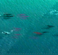 40-45 Minute Port Stephens and Stockton Beach Helicopter Flight - For 2 - Pubs and Clubs