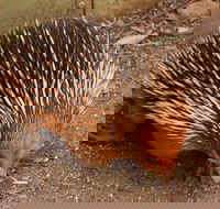 Puffing Billy And Healesville Sanctuary Scenic Tour - Pubs and Clubs