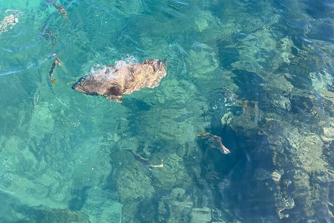 Aquascene Magnetic Island Discovery Tour - Go Out 1