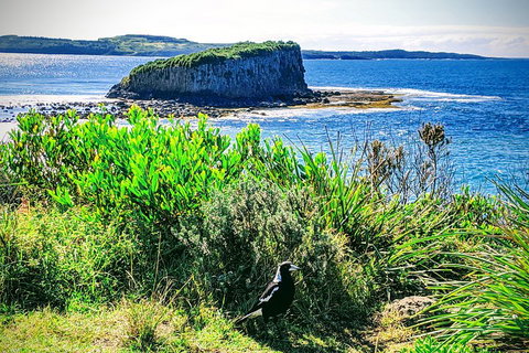 Erupting Blowholes And Ancient Rainforests With 'Personalised Sydney Tours' - Pubs and Clubs 3