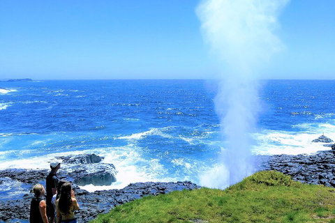 Erupting Blowholes And Ancient Rainforests With 'Personalised Sydney Tours' - Pubs and Clubs 5