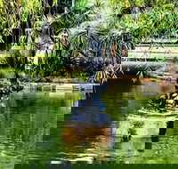 Discover Sydney - Botanic - Pubs and Clubs