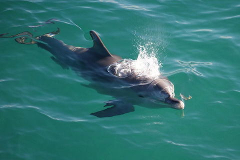 Jervis Bay Dolphin Watch Cruise - Pubs and Clubs 1