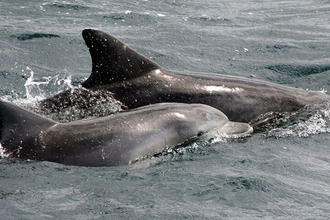 Jervis Bay Dolphin Watch Cruise - Pubs and Clubs 2