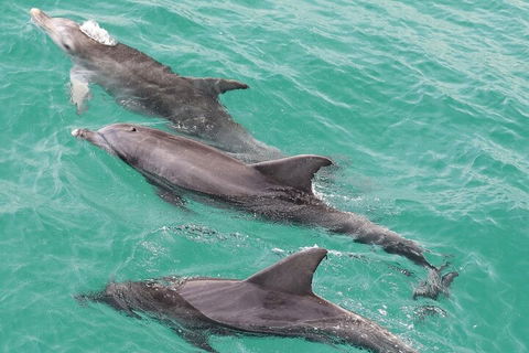 Jervis Bay Dolphin Watch Cruise - Pubs and Clubs 5