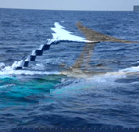 Whale Watching Jervis Bay - Pubs and Clubs