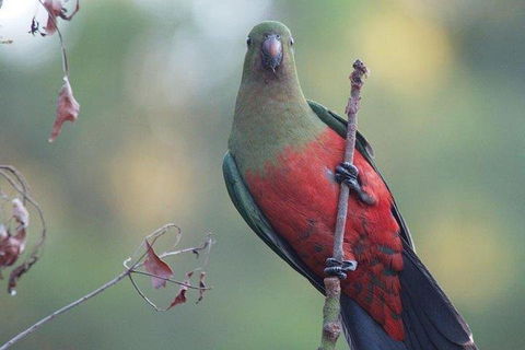Inside The Greater Blue Mountains World Heritage - A Wildlife Safari Overnight - Pubs and Clubs 0