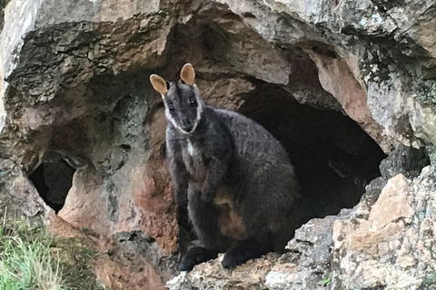 Inside The Greater Blue Mountains World Heritage - A Wildlife Safari Overnight - Pubs and Clubs 1