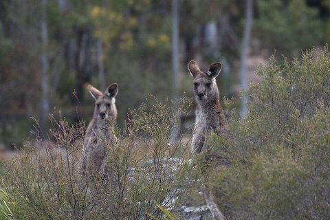 Inside The Greater Blue Mountains World Heritage - A Wildlife Safari Overnight - Pubs and Clubs 2