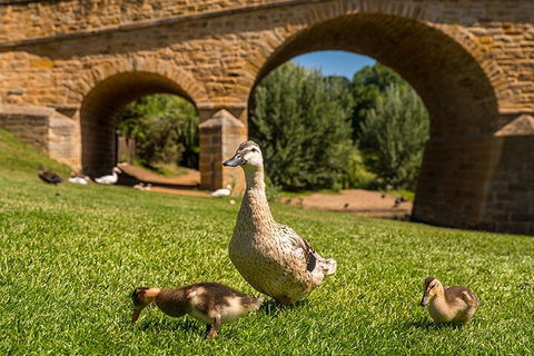Richmond Historic Afternoon Tour From Hobart - Go Out 1
