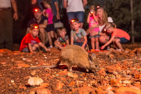 Alice Springs Desert Park Nocturnal Tour - Pubs and Clubs 1