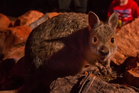 Alice Springs Desert Park Nocturnal Tour - Pubs and Clubs 3