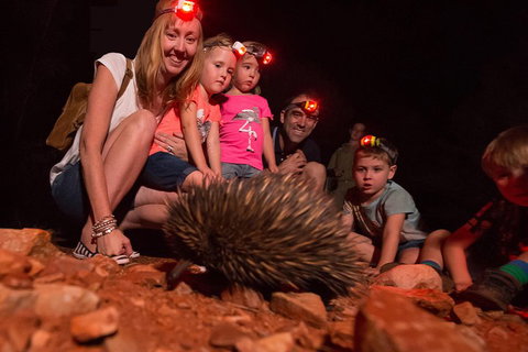 Alice Springs Desert Park Nocturnal Tour - Pubs and Clubs 5