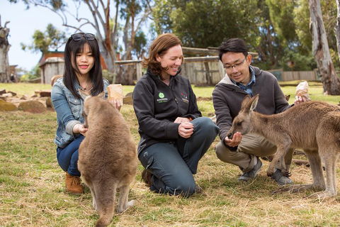 Bonorong Wildlife Park And Richmond Afternoon Tour From Hobart - Go Out 1