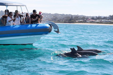 Seal Island Boat Tour From Victor Harbor - Go Out 5