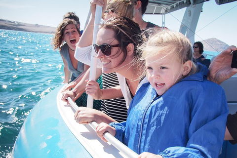 Southern Ocean Adventure From Victor Harbor - Go Out 4