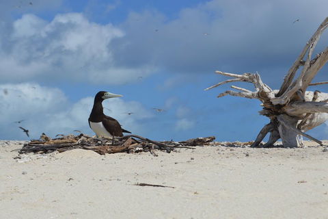 Seastar Luxury Outer Great Barrier Reef Island And Reef Tour From Cairns - Pubs and Clubs 1