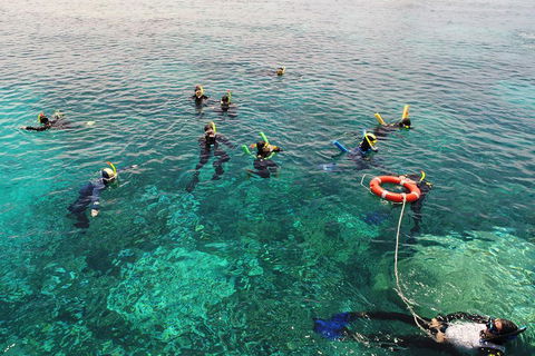 Seastar Luxury Outer Great Barrier Reef Island And Reef Tour From Cairns - Pubs and Clubs 2