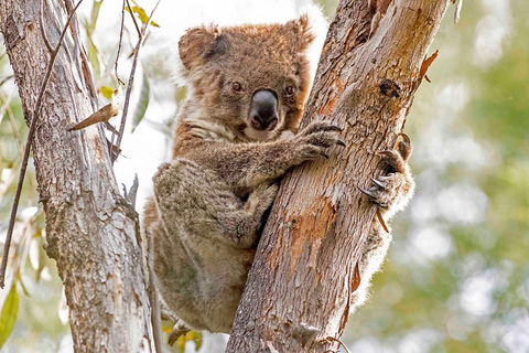Wild Australian Wildlife 4WD Tour From Sydney - Pubs and Clubs 1