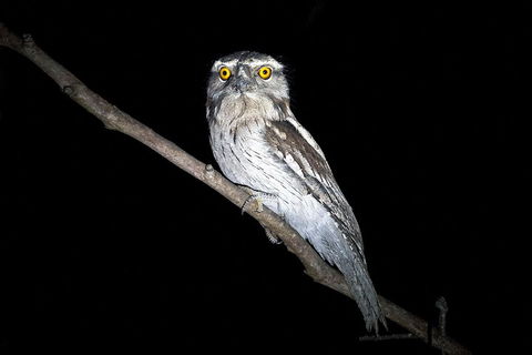 Wild Australian Wildlife 4WD Tour From Sydney - Pubs and Clubs 4
