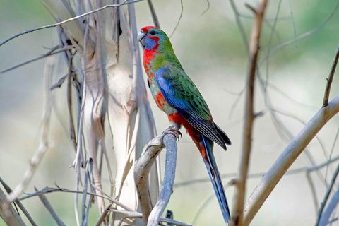 Wild Australian Wildlife 4WD Tour From Sydney - Pubs and Clubs 5