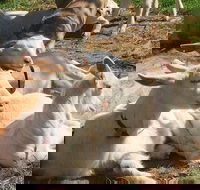 Mornington Peninsula Winery Tours with Cheese Chocolate Tastings from Melbourne - Pubs and Clubs