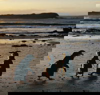 Phillip Island Penguin Parade Day Trip with Koala Conservation Reserve Visit - Pubs and Clubs