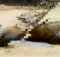 Phillip Island Penguin Parade Brighton Bathing Boxes and Wildlife Park Tour - Pubs and Clubs