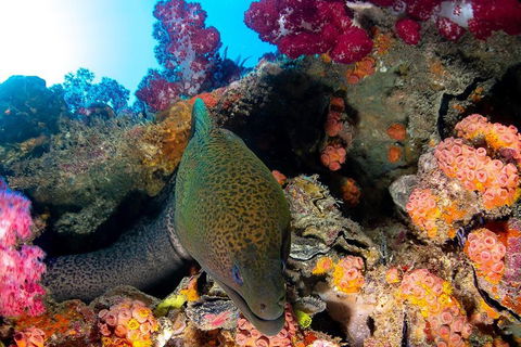Scuba Dive The S.S. Yongala Wreck On The Great Barrier Reef. - Pubs and Clubs 1