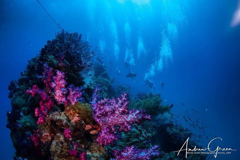 Scuba Dive The S.S. Yongala Wreck On The Great Barrier Reef. - Pubs and Clubs 2