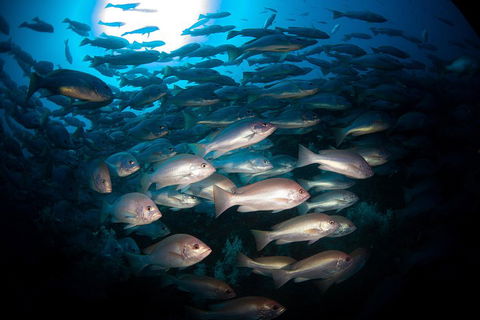 Scuba Dive The S.S. Yongala Wreck On The Great Barrier Reef. - Pubs and Clubs 4
