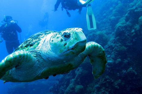 Scuba Dive The S.S. Yongala Wreck On The Great Barrier Reef. - Pubs and Clubs 5