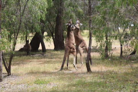 Margaret River Coastal And Wildlife Eco Trip From Busselton Or Dunsborough - Go Out 1