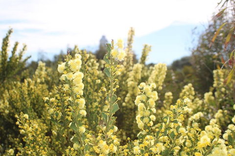 Margaret River Coastal And Wildlife Eco Trip From Busselton Or Dunsborough - Go Out 4